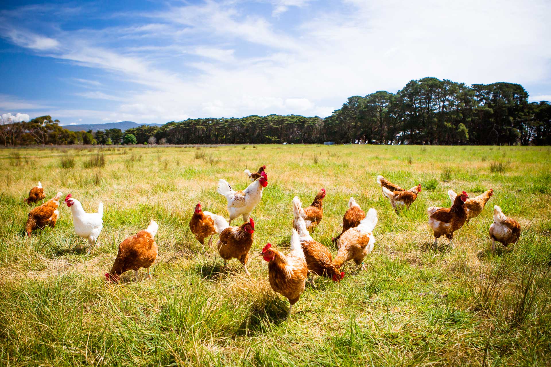 Organic Poultry Production for Meat and Eggs | Organic Farmer