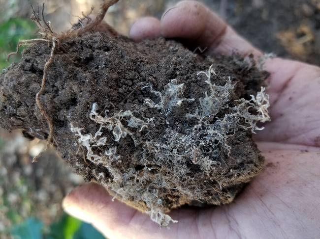 Mycorrhizal Fungi For Plant Systems The How And The Why Organic Farmer 