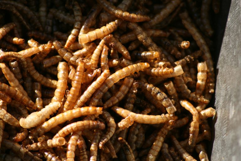 Insect Ranching Are Mealworms the Food of the Future?