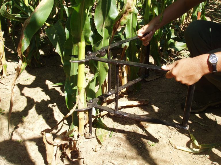 Soil Nitrogen Fertility for Organic Sweet Corn Production